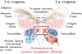 ORHIDEA двосторонній - ортопедичний матрац ТМ BUTTERFLY (Україна) (світлина 3 з 3)